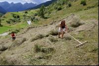 Alpine haying 14
