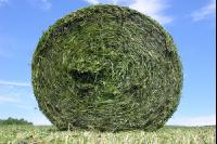 Grass silage bales 9