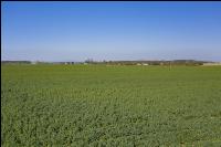 Raps Wachstumsregler April 19