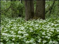 ramsons 42