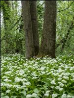 ramsons 41