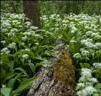 ramsons 40