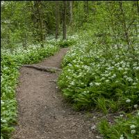 ramsons 39