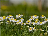 Gänseblümchen 7