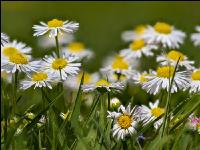 Gänseblümchen 6