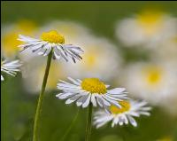 Gänseblümchen 5