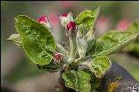 Apfel Blüte 35
