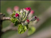 Apfel Blüte 34