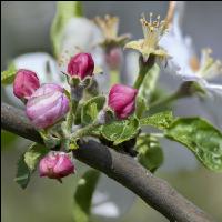 Apfel Blüte 33