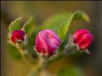 Apfel Blüte 31