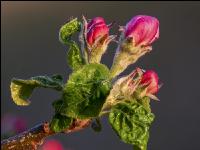 Apfel Blüte 30