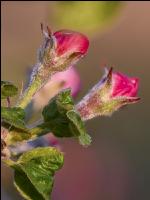Apfel Blüte 29