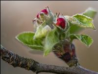 Apfel Blüte 28