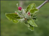 Apfel Blüte 27