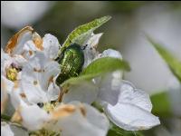 Apfel Blüte 26