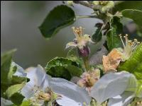 Apfel Blüte 25