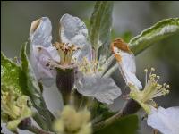 Apfel Blüte 23