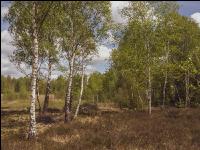 Im Hochmoor 12
