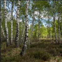 Im Hochmoor 11