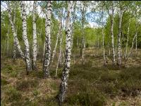 Im Hochmoor 10