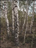 Im Hochmoor 9