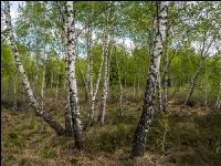 Im Hochmoor 8