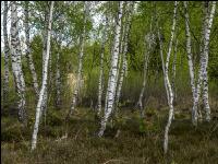 Im Hochmoor 5