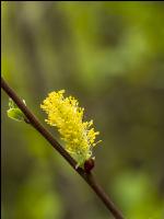 Weide Blüte