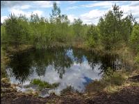 Im Hochmoor 2