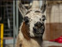 Lama 6