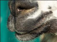 Lama 5