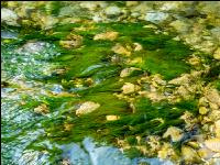 Algen im Fluss