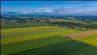 Getreidefelder im Juni 6