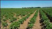 Potato leave development 50