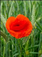 Klatschmohn in Triticale