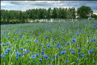 Kornblumen Vermehrung 3