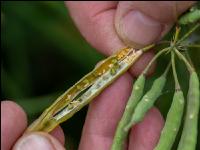 Kohlschotenmücke Larven 3