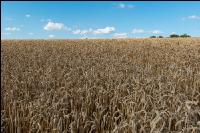 Milling wheat to harvest 1