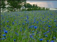 Kornblumen Vermehrung 2