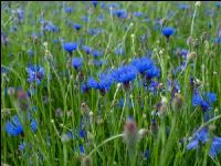 Kornblumen Vermehrung 1