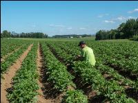 Potato leave development 20