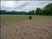 Soja schlechter Aufgang 6