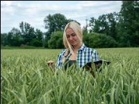 Triticale Blüte 27
