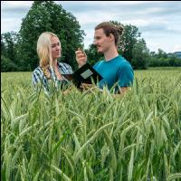 Triticale Blüte 25
