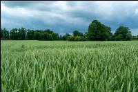 Triticale Blüte 35