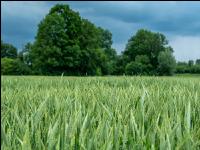 Triticale Blüte 33