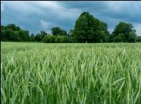 Triticale Blüte 32