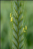 Triticale Blüte 31