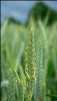 Triticale Blüte 30