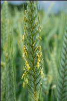 Triticale Blüte 29